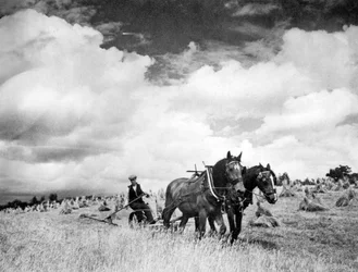 Harvesting Irish Rye Grass, 1940